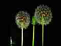 Dandelion Seed Heads open in timelapse Cat.#V11456a, 1920x1080 Motion JPEG (.AVI), 9 sec. at 30fps 