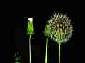 Dandelion Seed Heads open in timelapse Cat.#V11456b, 1920x1080 Motion JPEG (.AVI), 13 sec. at 30fps 