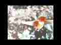 Assorted raw slow motion Hummingbird footage (edited) 2 Cat.#V11457, 1280x720 Windows Media .WMV, 161 sec. at 30fps 