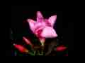 Beautiful pink Oleander blossom opening in timelapse (zoomed) Cat.#V11467b, 1920x1080 Motion JPEG (.AVI), 28 sec. at 30fps 