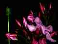Oleander Blossoms Cat.#V11468, 1920x1080 Motion JPEG (.AVI), 9 sec. at 30fps 