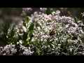Yerba Santa and Swallowtail Butterfly Cat.#V11496, 1920x1080 H.264/AVC1 (.MOV), 26 sec. at 30fps 