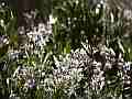 Yerba Santa and Swallowtail Butterfly Cat.#V11498, 1920x1080 H.264/AVC1 (.MOV), 3 sec. at 30fps 