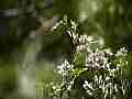 Yerba Santa and Swallowtail Butterfly Cat.#V11500, 1920x1080 H.264/AVC1 (.MOV), 7 sec. at 30fps 