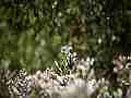 Yerba Santa and Swallowtail Butterfly Cat.#V11509, 1920x1080 H.264/AVC1 (.MOV), 8 sec. at 30fps 