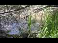 Slow running stream in heavy foliage Cat.#V11526, 1920x1080 H.264/AVC1 (.MOV), 31 sec. at 30fps 