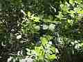 Lush green Poison Oak foliage zoomed Cat.#V11533, 1920x1080 H.264/AVC1 (.MOV), 18 sec. at 30fps 