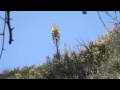 Lone Yucca on dry hillside in bright blue sky Cat.#V11537, 1920x1080 H.264/AVC1 (.MOV), 31 sec. at 30fps 