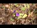 Small purple flower in dry foliage (zoomed) Cat.#V11539, 1920x1080 H.264/AVC1 (.MOV), 23 sec. at 30fps 