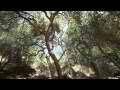 Magestic Streamside Oaks (static upward view) Cat.#V11541, 1920x1080 H.264/AVC1 (.MOV), 32 sec. at 30fps 