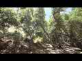 Streamside Oaks hillside in dry grass slow pan right Cat.#V11545, 1920x1080 H.264/AVC1 (.MOV), 38 sec. at 30fps 