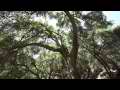 Streamside Oaks static up-looking shot with light breeze Cat.#V11552, 1920x1080 H.264/AVC1 (.MOV), 33 sec. at 30fps 