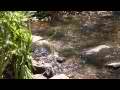 Crystal Stream flowing in shady canyon (zommed) Cat.#V11558, 1920x1080 H.264/AVC1 (.MOV), 32 sec. at 30fps 