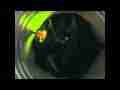 Fascinating Glow Worms bioluminescent Timelapse (15fps playback) Cat.#V11569, 1920x1080 Motion JPEG (.AVI), 21 sec. at 15fps 