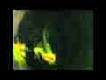 Nice Hi-Res Glow Worm bioluminescence timelapse in cup Cat.#V11574, 1920x1080 Motion JPEG (.AVI), 14 sec. at 30fps 
