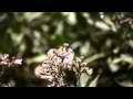Yerba Santa with zoomed bee Cat.#V11514, 1920x1080 H.264/avc1(.MOV), 7 sec. at 29.971fps 