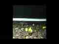 Mung Bean Sprouting and leaves timelapse Cat.#V11665a, 1920x1080 Motion JPEG (.AVI), 35 sec. at 30fps 