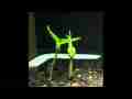 Mung Beans Sprouting with leaves Digi-Pan timelapse Cat.#V11665b, 1920x1080 Motion JPEG (.AVI), 44 sec. at 30fps 