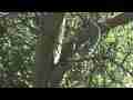 Red-Shouldered Hawk in tree (realtime) Cat.#V11730, 1920x1080 H.264/AVCHD (.MTS), 20 sec. at 30fps 
