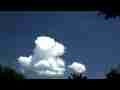 Over-exposed small cumulus cloud forming over treetops timelapse Cat.#V11850, 1920x1080 Motion JPEG (.AVI), 18 sec. at 30fps 