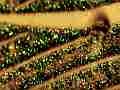 $20 20 and Irridescent green sparkles (hi contrast) macro video pan Cat.#V11960, 1920x1080 Motion JPEG (.AVI), 11 sec. at 30fps 