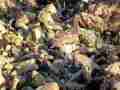 Ventura Beach shore birds - HD (focus issues-jaggies) Cat.#V12059, 1920x1080i H.264/AVC1 (.MOV), 37 sec. at 30fps 