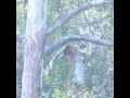 Slow Motion Red-Shouldered Hawk Takeoff 300fps Casio EX-F1 Cat.#V12263, 512x384 H.264/AVC1 (.MOV), 24 sec. at 30fps 