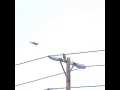 Raven vs Red-Tailed Hawk Slow Motion Casio EX-F1 1/7 Cat.#V12344, 512x384 H.264/AVC1 (.MOV), 67 sec. at 30fps 