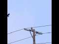 Raven vs Red-Tailed Hawk Slow Motion Casio EX-F1 5/7 Cat.#V12348, 512x384 H.264/AVC1 (.MOV), 71 sec. at 30fps 