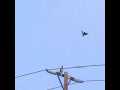 Raven vs Red-Tailed Hawk Slow Motion Casio EX-F1 7/7 Cat.#V12350, 512x384 H.264/AVC1 (.MOV), 55 sec. at 30fps 