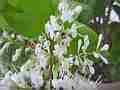 Bees foraging for nectar and pollen on white flowers Cat.#V12351, 1920x1080 H.264/AVC1 (.MOV), 5 sec. at 30fps 