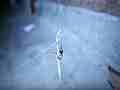 Black Widow Spider vs Alligator Lizard Cat.#V12366, 1920x1080 H.264/AVC1 (.MOV), 7 sec. at 30fps 