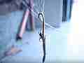 Black Widow Spider vs Alligator Lizard Cat.#V12367, 1920x1080 H.264/AVC1 (.MOV), 7 sec. at 30fps 
