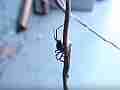 Black Widow Spider vs Alligator Lizard Cat.#V12370, 1920x1080 H.264/AVC1 (.MOV), 10 sec. at 30fps 