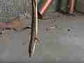 Black Widow Spider vs Alligator Lizard pan up snared lizard Cat.#V12380, 1920x1080 H.264/AVCHD (.MTS), 15 sec. at 30fps 