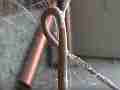 Black Widow Spider vs Alligator Lizard snared lizard in web Cat.#V12381, 1920x1080 H.264/AVCHD (.MTS), 24 sec. at 30fps 