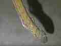 Black Widow Spider vs Alligator Lizard snared lizard in web Cat.#V12382, 1920x1080 H.264/AVCHD (.MTS), 19 sec. at 30fps 