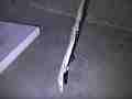 Black Widow Spider vs Alligator Lizard pan up lizard and webs Cat.#V12385, 1920x1080 H.264/AVCHD (.MTS), 19 sec. at 30fps 