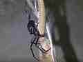 Black Widow Spider vs Alligator Lizard Cat.#V12391, 1920x1080 H.264/AVCHD (.MTS), 12 sec. at 30fps 