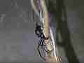 Black Widow Spider vs Alligator Lizard pan up spider feeding Cat.#V12392, 1920x1080 H.264/AVCHD (.MTS), 8 sec. at 30fps 
