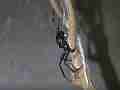 Black Widow Spider vs Alligator Lizard pan down spider feeding Cat.#V12393, 1920x1080 H.264/AVCHD (.MTS), 16 sec. at 30fps 