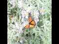 Monarch Butterfly nectaring slow motion 300fps Cat.#V12422, 512x384 H.264/AVC1 (.MOV), 44 sec. at 30fps 