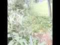 Pipevine Swallowtail Butterfly nectar and takeoff in 300fps slow motion Cat.#V12430, 512x384 H.264/AVC1 (.MOV), 39 sec. at 30fps 