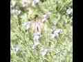 White Peacock Butterfly nectaring hops slow motion 300fps Cat.#V12450, 512x384 H.264/AVC1 (.MOV), 45 sec. at 30fps 