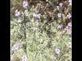 White Butterflies in Slow Motion 300fps Cat.#V12453, 512x384 H.264/AVC1 (.MOV), 87 sec. at 30fps 