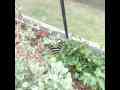 300fps slow motion Zebra Longwing Butterfly flying Cat.#V12459, 512x384 H.264/AVC1 (.MOV), 68 sec. at 30fps 