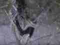 Black Widow Spider cocooning Lizard HF100 Cat.#V12596, 1920x1080 H.264/AVCHD (.MTS), 27 sec. at 30fps 