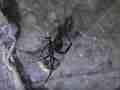 Black Widow Spider cocooning Lizard HF100 Cat.#V12599, 1920x1080 H.264/AVCHD (.MTS), 15 sec. at 30fps 