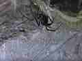 Black Widow Spider cocooning Lizard HF100 Cat.#V12601, 1920x1080 H.264/AVCHD (.MTS), 20 sec. at 30fps 
