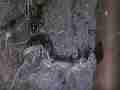 Black Widow Spider cocooning Lizard HF100 Cat.#V12603, 1920x1080 H.264/AVCHD (.MTS), 24 sec. at 30fps 